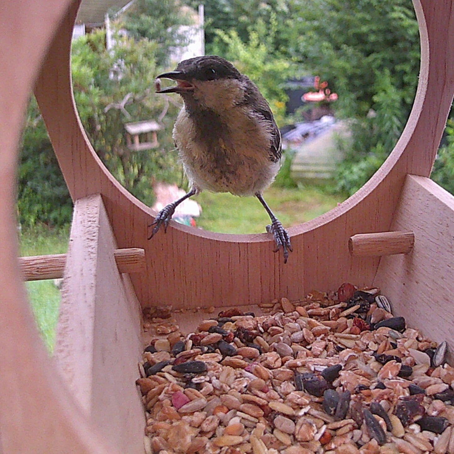 DieMaus Birdhouse with Camera