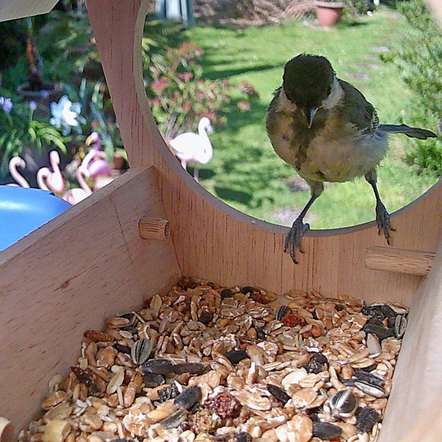 DieMaus Birdhouse with Camera