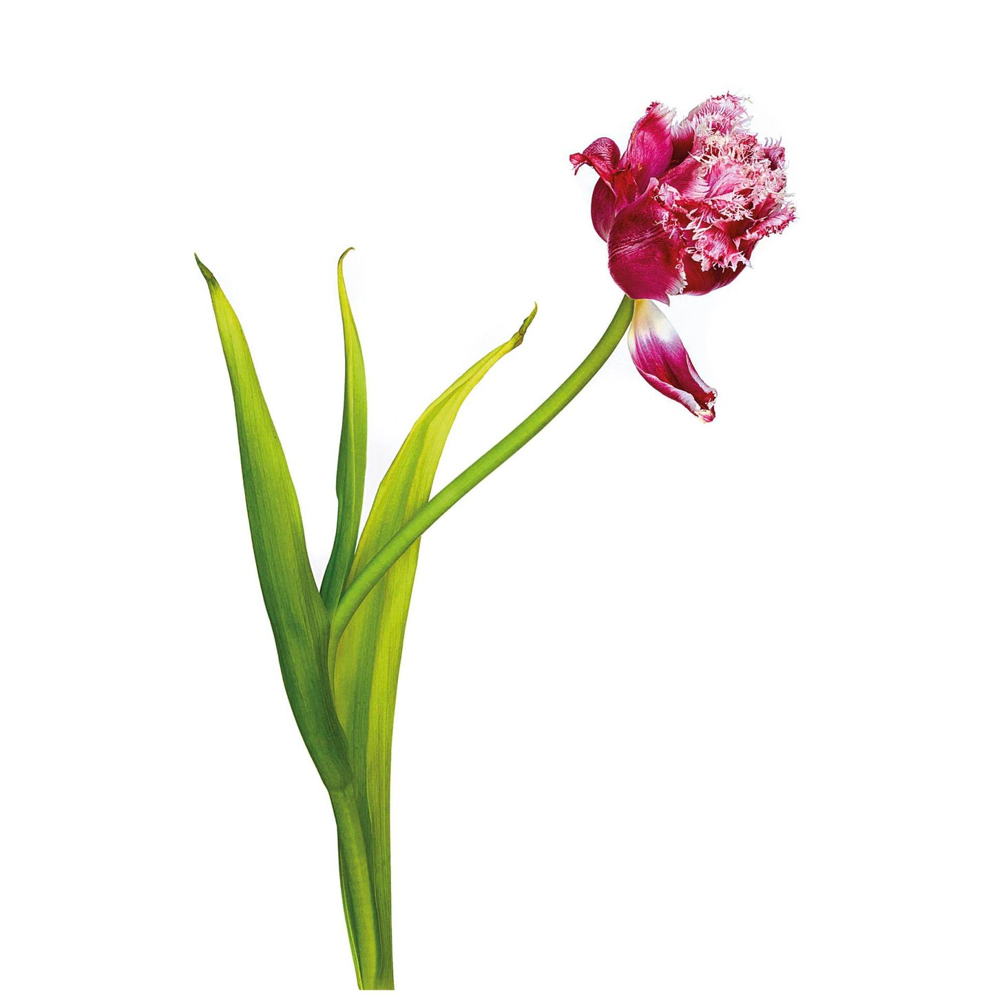 Kaiser LED Light Box plano 32x22,8cm