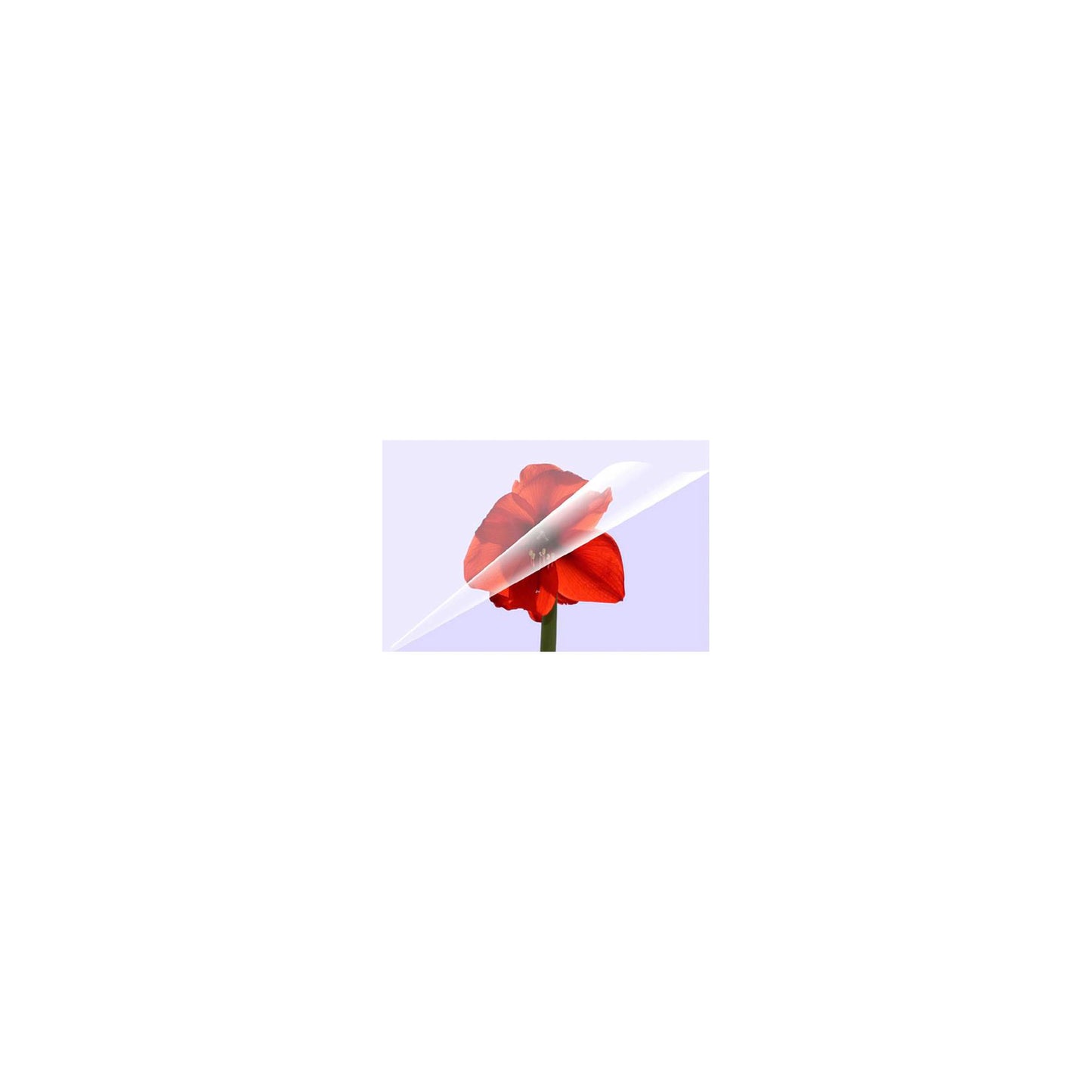 1x100 Olympia Laminating pouches DIN A6 80 micron 9168