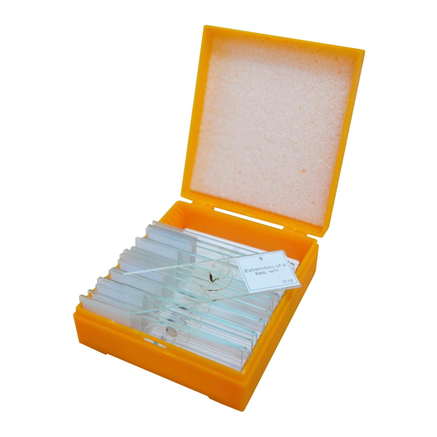 Levenhuk N18 NG Prepared Slides Set