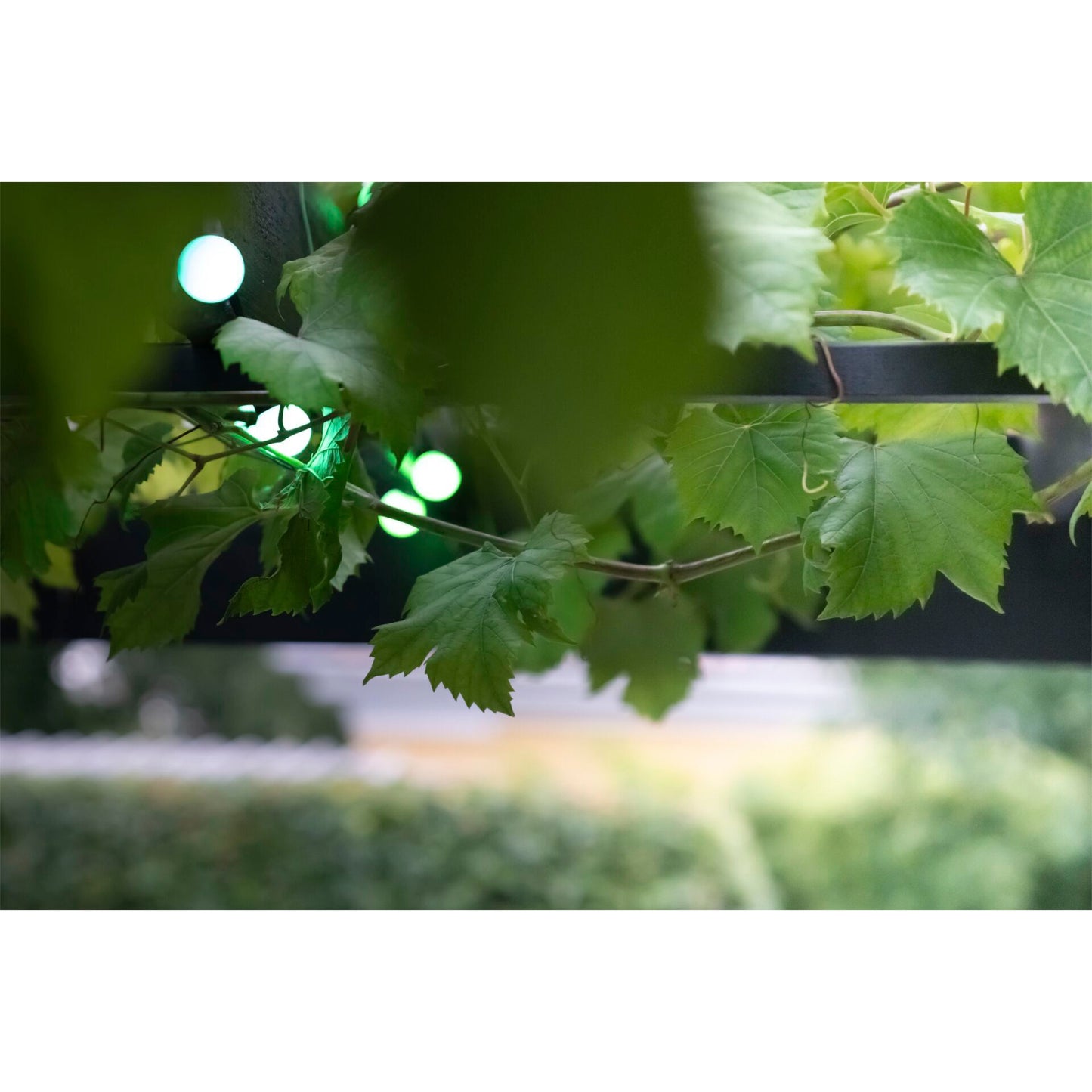 LBM 10m Smart Outdoor Light Chain - 50 x Globe 3cm