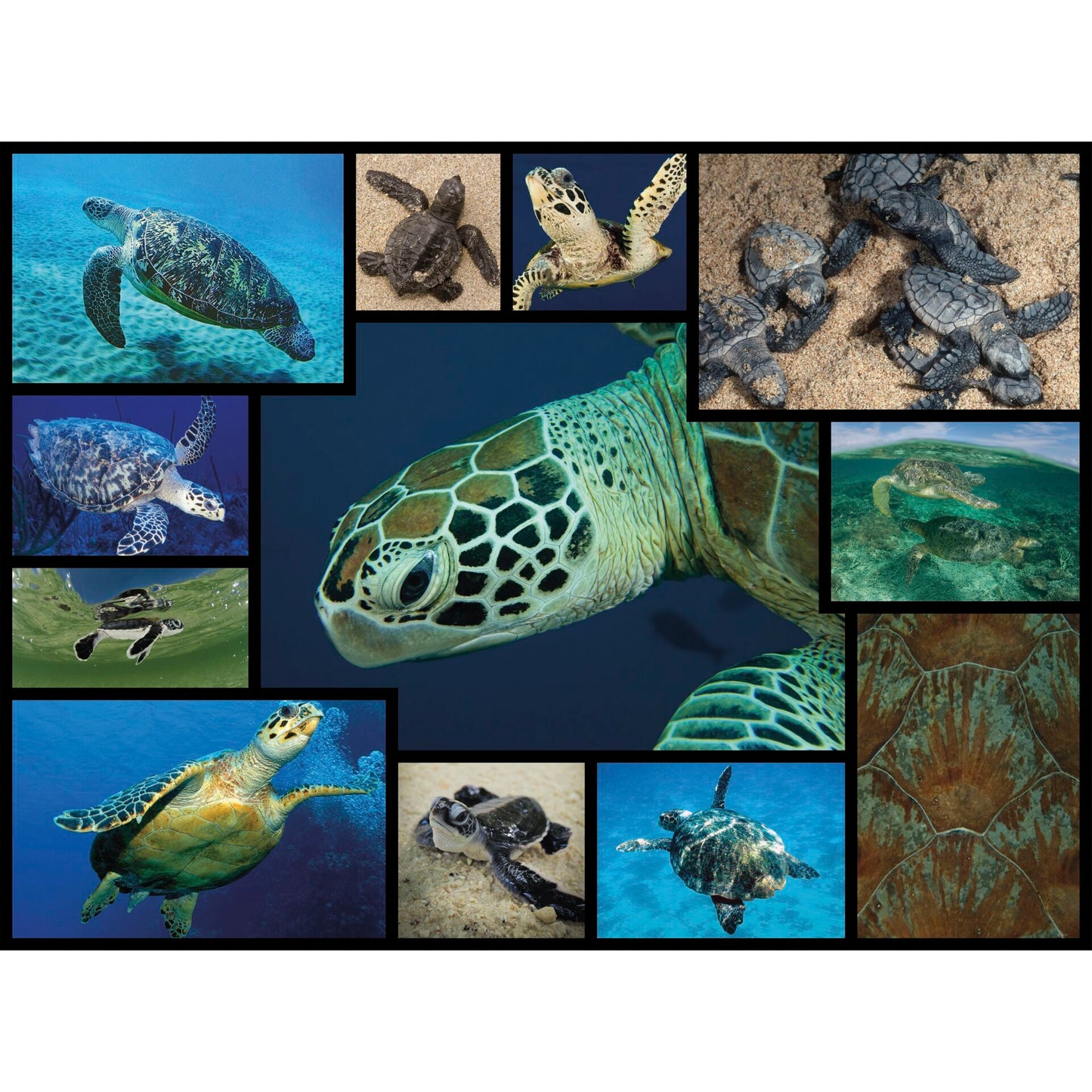 Ambassador Sea Turtles 1000 Pieces