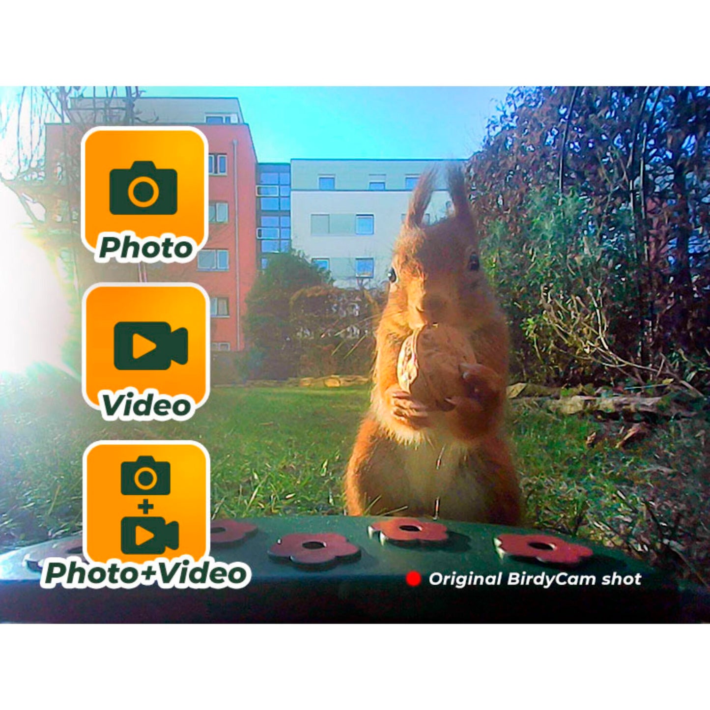 Easypix Bird Cam