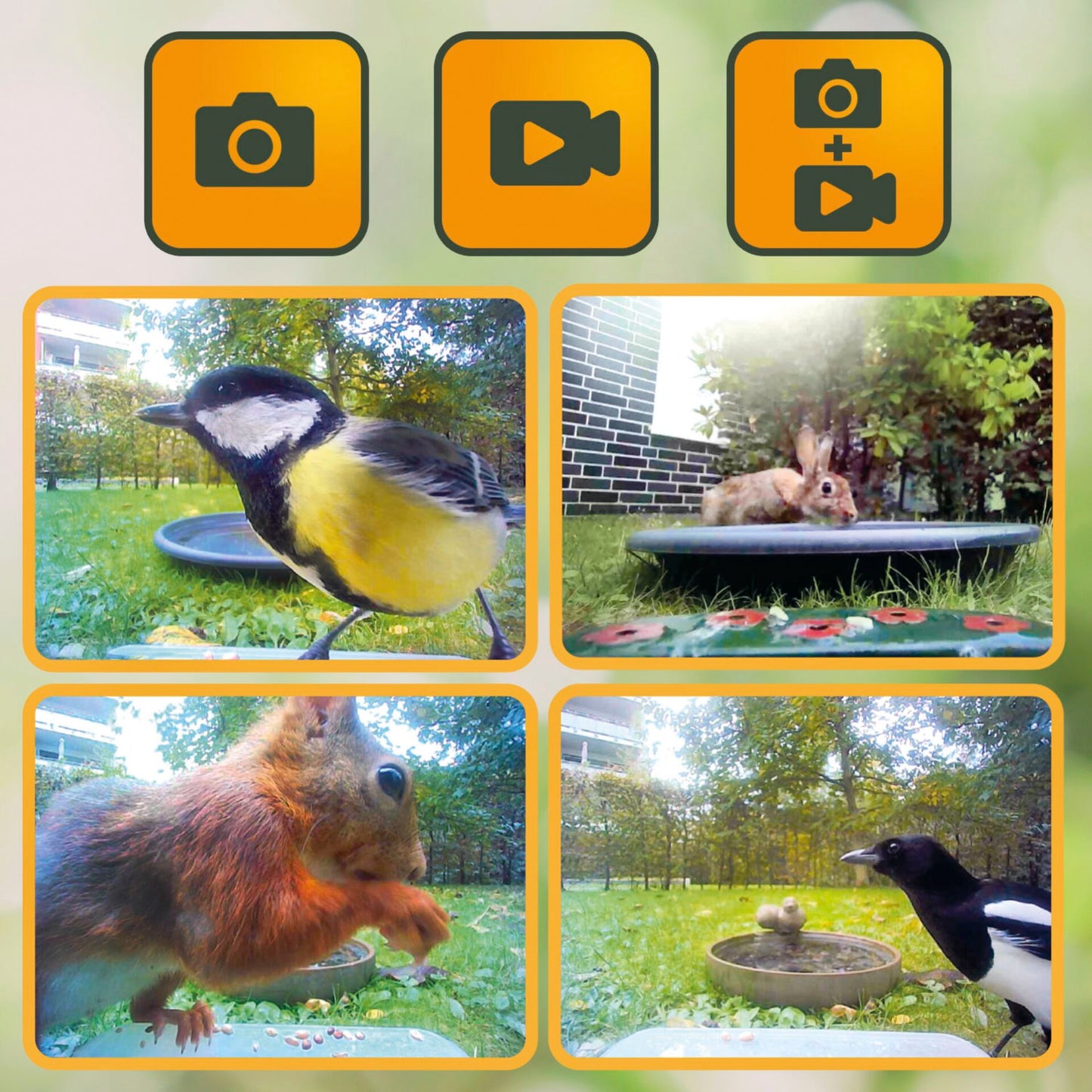 Easypix Bird Cam