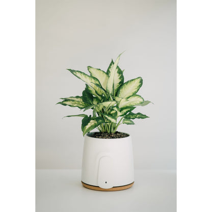 Vitesy Natede Basic Natürlicher Luftreiniger