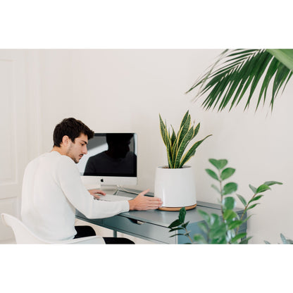 Vitesy Natede Basic Natürlicher Luftreiniger