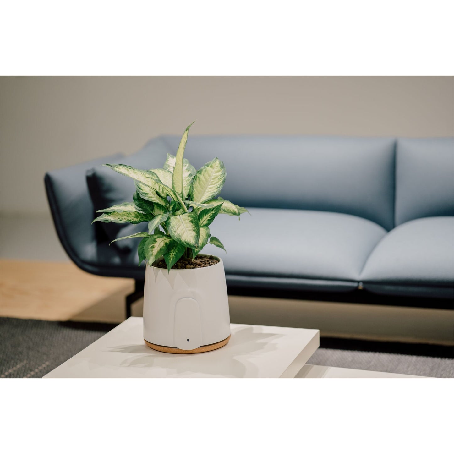 Vitesy Natede Basic Natürlicher Luftreiniger