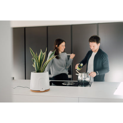 Vitesy Natede Basic Natürlicher Luftreiniger