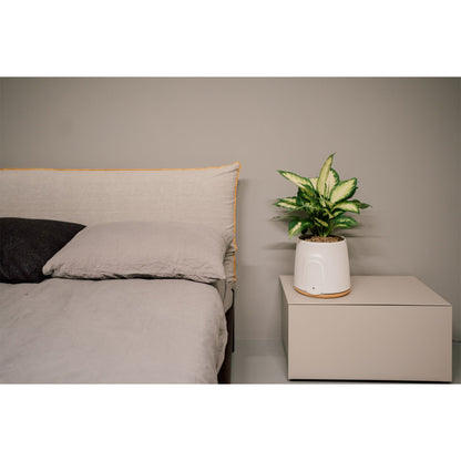 Vitesy Natede Basic Natürlicher Luftreiniger