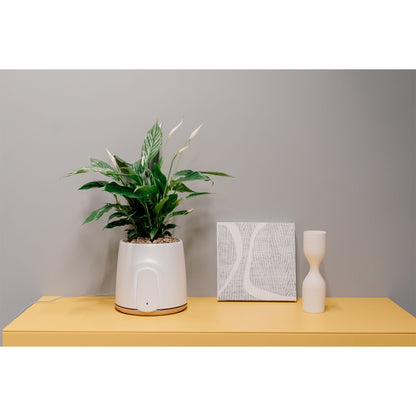 Vitesy Natede Basic Natürlicher Luftreiniger