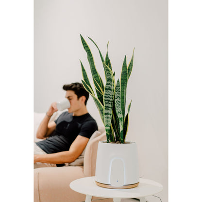 Vitesy Natede Basic Natürlicher Luftreiniger