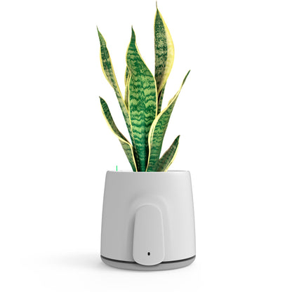 Vitesy Natede Smart Natürlicher Luftreiniger