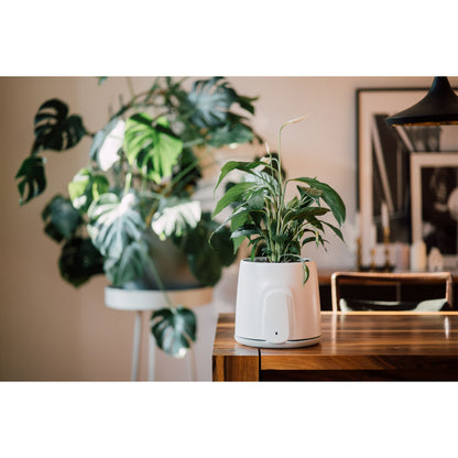 Vitesy Natede Smart Natürlicher Luftreiniger