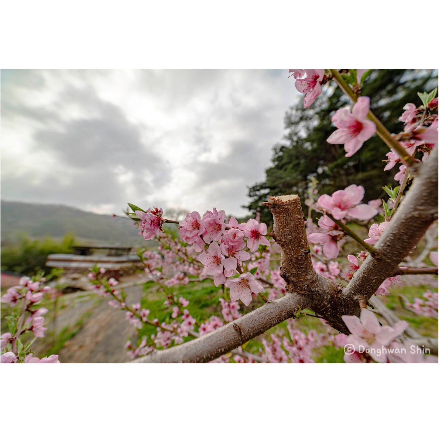 Samyang MF 2,8/14 MK2   Sony E