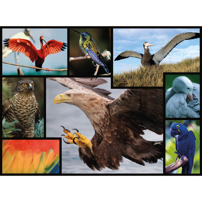 Ambassador Birds 1000 Pieces