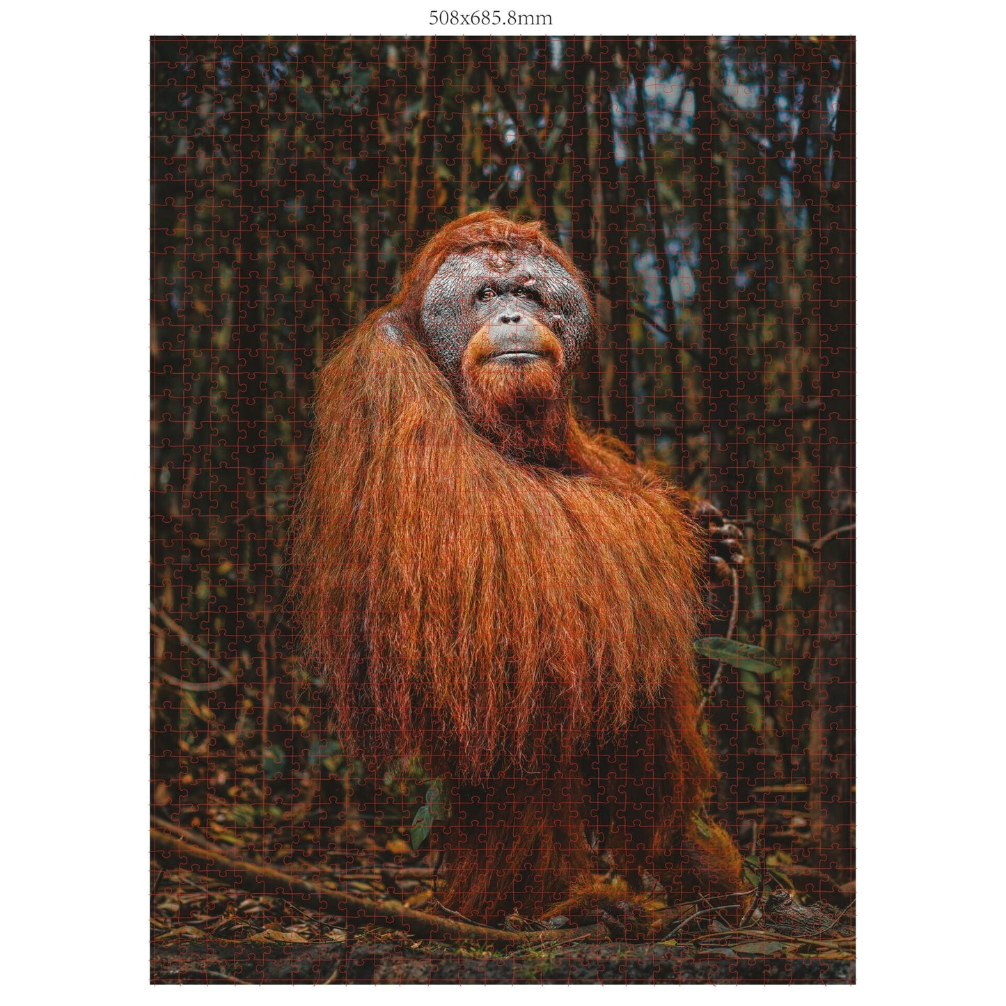 Ambassador Wildlife 3x1000 Pieces (Donal Boyd)