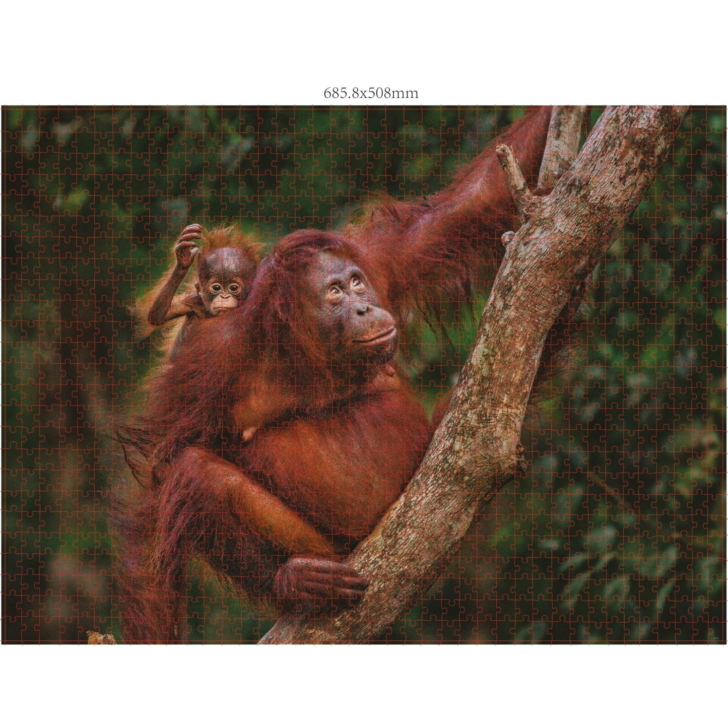 Ambassador Wildlife Families 3x 1000 Pieces (Donal Boyd)