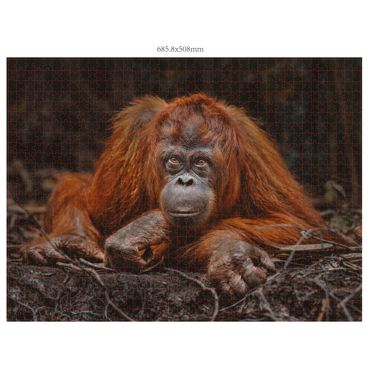Ambassador Wildlife Eye Contact 3x 1000 Pieces (Donal Boyd)
