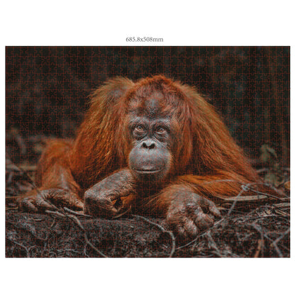 Ambassador Wildlife Eye Contact 3x 1000 Pieces (Donal Boyd)