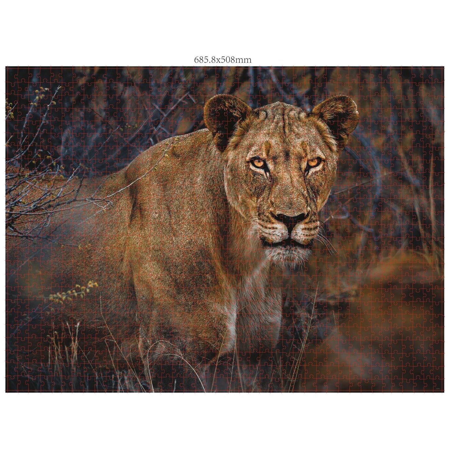 Ambassador Wildlife Eye Contact 3x 1000 Pieces (Donal Boyd)