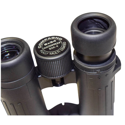 Braun Compagno           8x34 WP